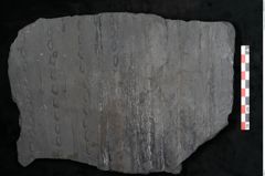 Foto (Detailansicht) von Sigillaria alternaus Lindl. et H. (NHMW-GEO-2024-0188-11047)